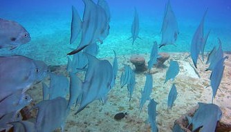 开云app下载地址-花样游泳世界杯中国组合获最佳表现奖，花样游泳世界杯冠军