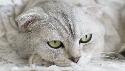 开云体育登入口-高校运动训练心理辅导体系建设研究，高校心理辅导体系组成部分